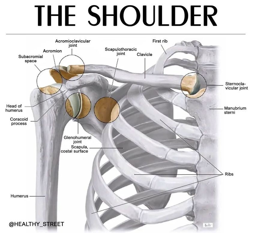 Shoulder Pain 